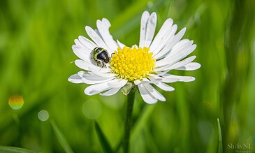 Close-up of a white daisy flower with a bee on the yellow center, surrounded by green grass, showcasing macro nature photography. A lush white daisy with a bright yellow center, featuring a bee collecting nectar, set against a vibrant green grassy background.