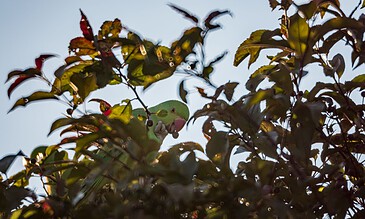 A bird hidden among lush green and reddish leaves, captured in a natural setting with sunlight shining through, highlighting the beauty of wildlife. A bird perched among dense foliage with sunlight filtering through the leaves, showcasing nature and wildlife photography.
