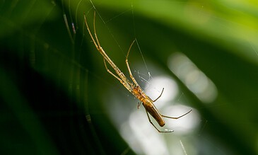 Delicate spider weaving its web amidst lush green foliage, showcasing nature's intricate beauty and craftsmanship.
