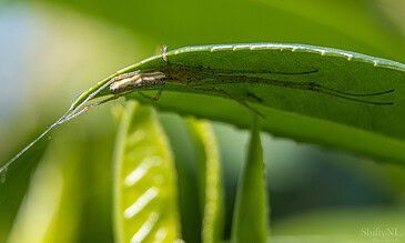 A close-up of a spider perched on a green leaf, showcasing its delicate wings and slender body in a natural outdoor setting.
