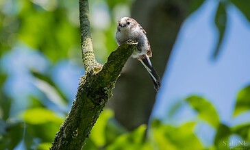 1. Small bird perched on a moss-covered tree branch amidst lush green foliage, capturing a serene moment in nature.