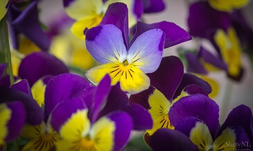 Colorful pansy flowers with vivid purple, yellow, and white petals, highlighting natural beauty and intricate patterns. Bright purple and yellow pansy flowers close-up showcasing vibrant colors and delicate petal details.