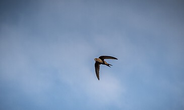 1. Bird soaring high in a clear blue sky, captured during a photography session showcasing freedom and nature's beauty.