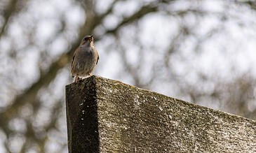 Bright-eyed sparrow perched on a weathered wooden post, capturing a peaceful moment in nature. Perfect for bird lovers and outdoor photography enthusiasts.