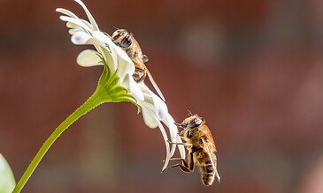 Busy honeybees collecting nectar and pollinating a delicate white flower in vibrant natural surroundings.
