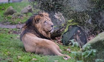 Majestic lion resting outdoors among greenery and rocks, showcasing wildlife photography skills and natural habitat capture.