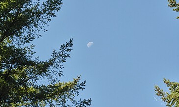 A clear blue sky with a waxing gibbous moon visible, framed by the green branches of trees in a natural outdoor setting.