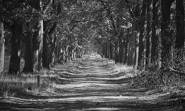 A black and white image of an ancient, tree-lined dirt road with tall, thick trees on both sides, creating a natural tunnel and leading into the distance.