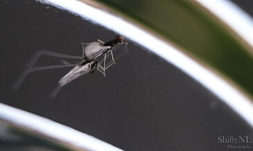 A insect caught in a spider's web, close-up shot showing delicate details and fine silk threads against a dark background.
