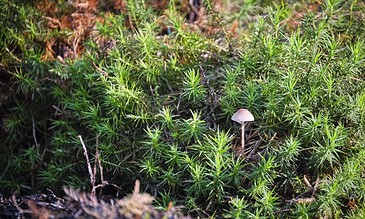 A tiny mushroom growing amidst vibrant green moss in a natural outdoor setting.