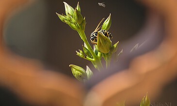Close-up of a bee on a yellow flower bud, highlighting nature and pollination, with a soft-focus background. A bee collecting nectar from a yellow flower bud, surrounded by green foliage, with a blurred background.