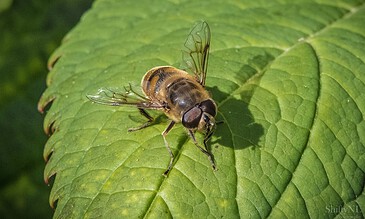 A close-up of a honey bee resting on a vibrant green leaf, showcasing detailed wings and body. Perfect for nature enthusiasts and macro photography lovers.