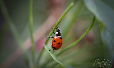 A ladybug crawling on a green leaf in a natural outdoor setting, showcasing macro photography of insects and nature.