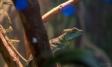 A green iguana perched on a tree branch in natural lighting, showcasing detailed scales and alert eyes, symbolizing wildlife photography excellence.