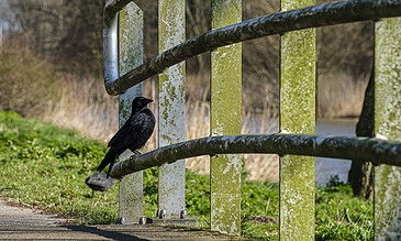 Black bird perched on a metal railing beside a grassy path in a natural outdoor setting.