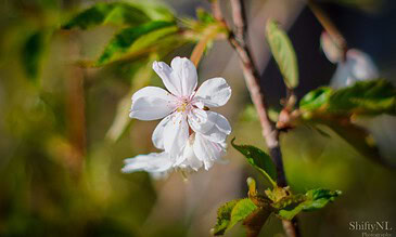 A close-up of a blooming cherry blossom with soft white petals and green foliage, symbolizing spring and natural beauty. Delicate white cherry blossom flower blooming on a branch with green leaves, capturing a beautiful springtime moment with vibrant natural light.
