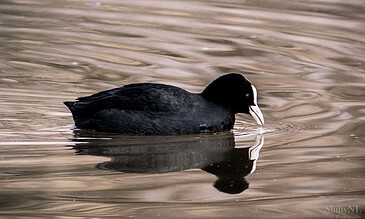 1. Close-up of a black Eurasian coot swimming on calm water with a clear reflection and soft ripples, capturing a peaceful moment in nature.