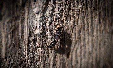 A close-up of a wasp emerging from a tree bark hole, highlighting detailed textures and natural insect behavior.