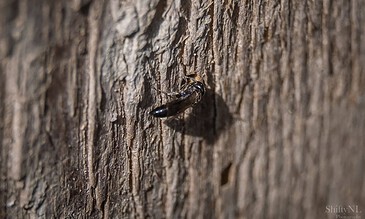 A close-up of a bee on a textured tree trunk, showcasing the intricate bark and the insect's shiny black body, capturing nature's tiny details with sharp focus and natural lighting.