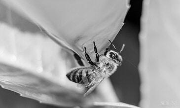 A macro shot of a honeybee on an aloe vera flower, highlighting the fine hairs and delicate details of the bee and flower in black and white. A close-up black and white photo of a honeybee collecting nectar from an aloe vera flower, capturing intricate details of the bee's body and the flower's smooth petal surface.
