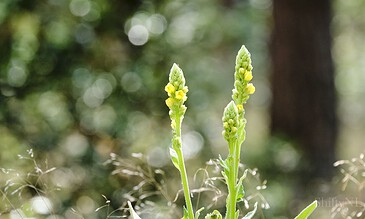 Close-up of green flowering plants with yellow buds in a natural outdoor setting, showcasing macro photography of flora.