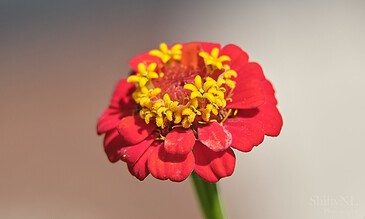 A macro shot of a vibrant red flower with yellow stamens, highlighting intricate petal textures and vivid colors, captured by ShiftyNL Photography. A colorful close-up of a red flower with yellow stamens, showcasing macro photography details.
