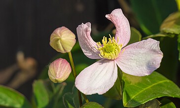 A close-up of a beautiful pink and white blossom with lush green foliage and buds, highlighting the flower's detailed petals and vibrant colors in natural sunlight. Delicate pink and white flower blooming with yellow stamens, accompanied by buds and green leaves, captured in vibrant detail showcasing natural beauty and intricate petal textures.