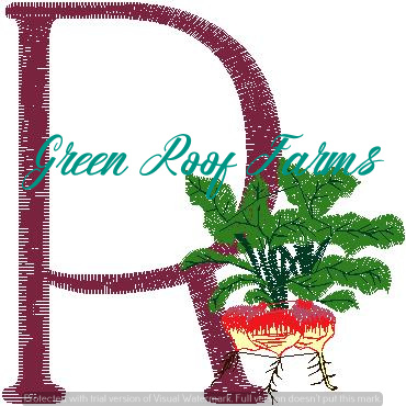R_Radish Fruit and Veggie 4 design pack