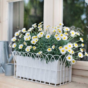 Daisies in a window box planter.