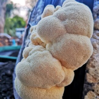 How To Grow Oyster Mushrooms In Buckets Mushroom Growing