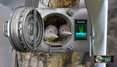 Predator defense: Flicker babies sticking heads out of bank vault door mounted over nest entrance