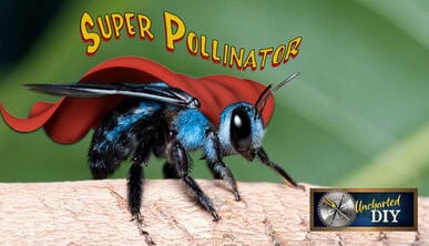 Blue Orchard Mason bee wearing a superhero cape