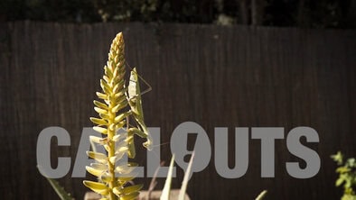 Floral Images Videos Callouts Creative Assets Erpan1140 vs hulk erpan green screen. callouts creative assets
