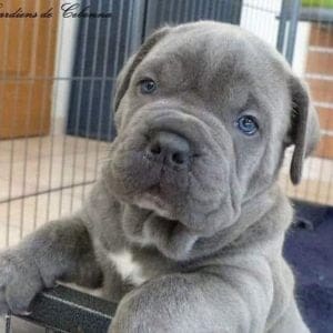Quelle Est La Difference Entre Un Cane Corso Gris Et Bleu