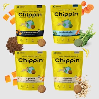 Are Zucchini Safe For Dogs