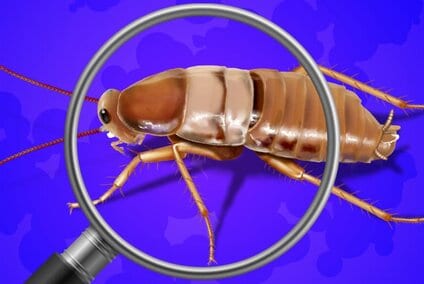 Found A Baby Cockroach It S Time To Act Fast Cockroach Facts