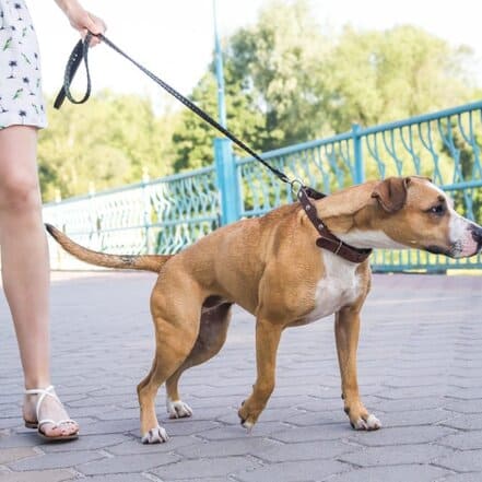 5 Best Dog Water Bowls For Sloppy Drinkers No More Messy Drinking