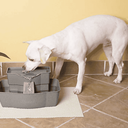 6 Best Dog Water Fountains Keep Your Dog Drinking Hydrated