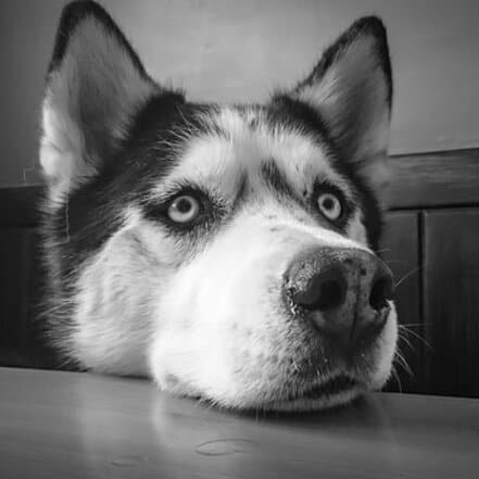 Raw Dog Food Pros And Cons Should I Feed My Dog Raw Diet
