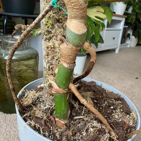 Staking Monstera Deliciosa For Beginners - Planet Houseplant