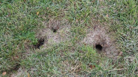 Home - Backyard Focus