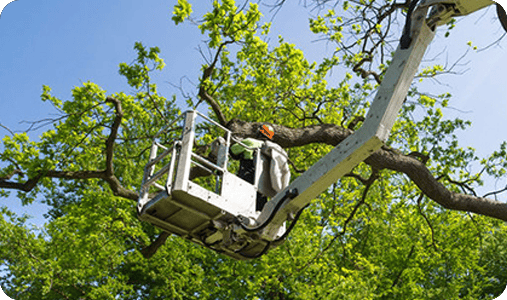 crane for tree removal