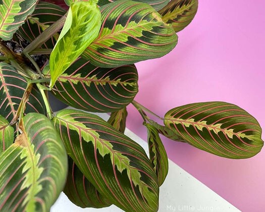 How To Propagate Prayer Plants Maranta With Pictures My Little Jungle
