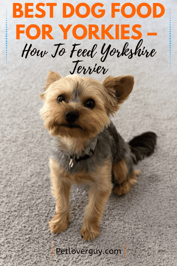 The 7 Best Dog Foods For Yorkies Science Diet Royal Canin Reviewed Pet Lover Guy