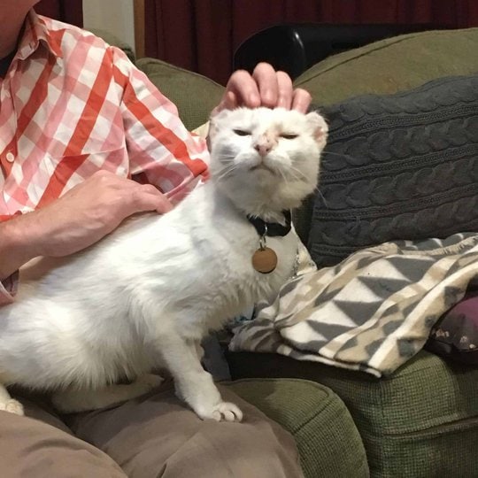 White cat photograph. Cat showing off on a man's lap