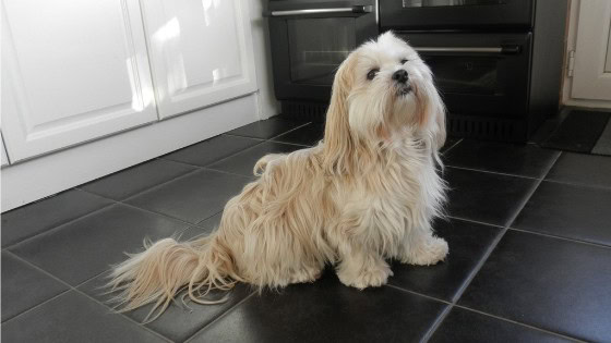 oldest lhasa apso
