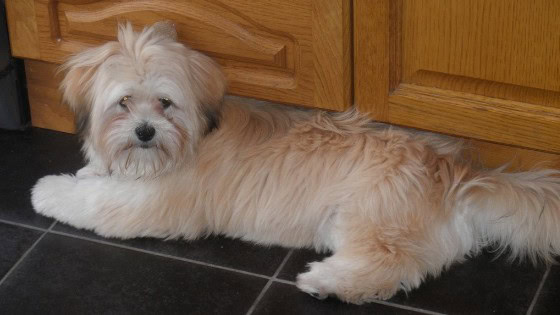 how can you tell if a guinea pig is male or female