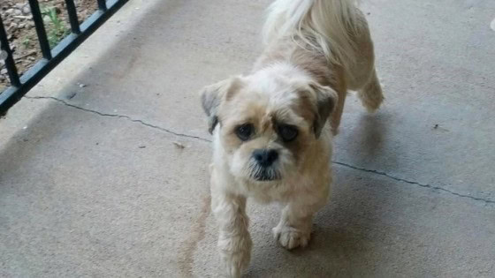 lhasa apso short haircut