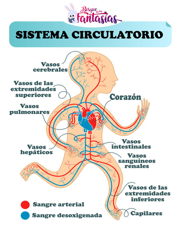 sistema circulatorio