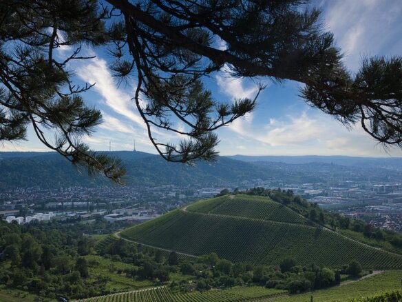 Weinberge Fotografieren in Stuttgart